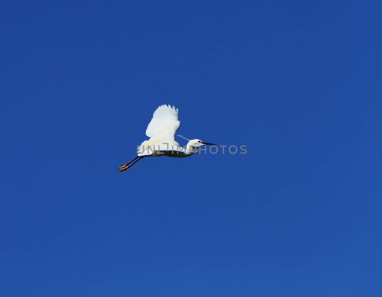 Beautiful white egret bird flying in deep blue sky