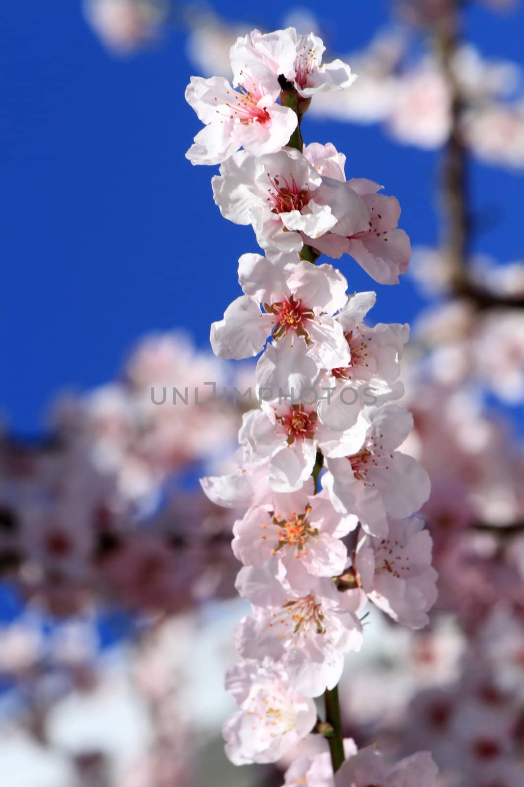 Close up on a tree branch with beautiful spring pink flowers in deep blue sky