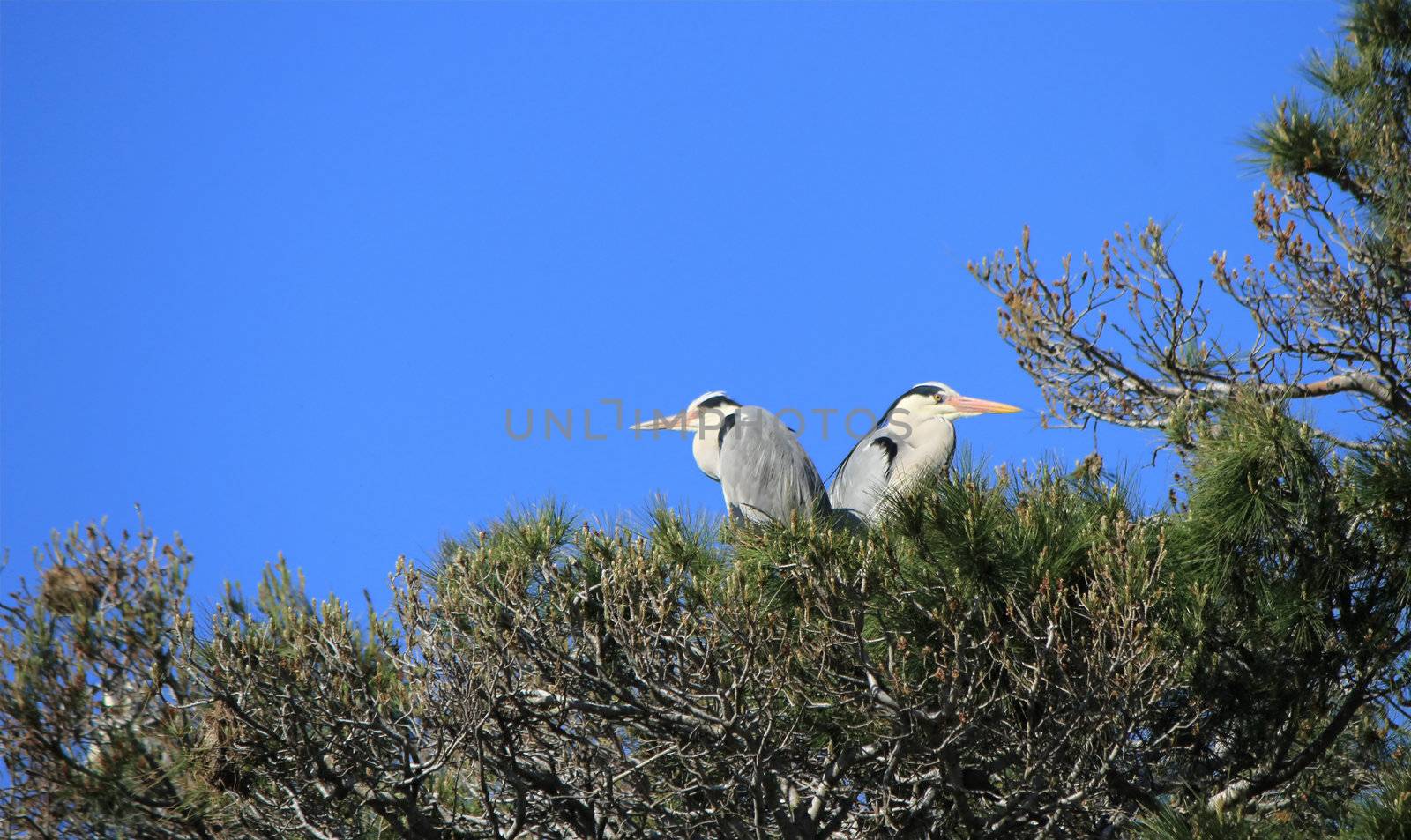 Two herons standing with no move in a tree by beautiful weather