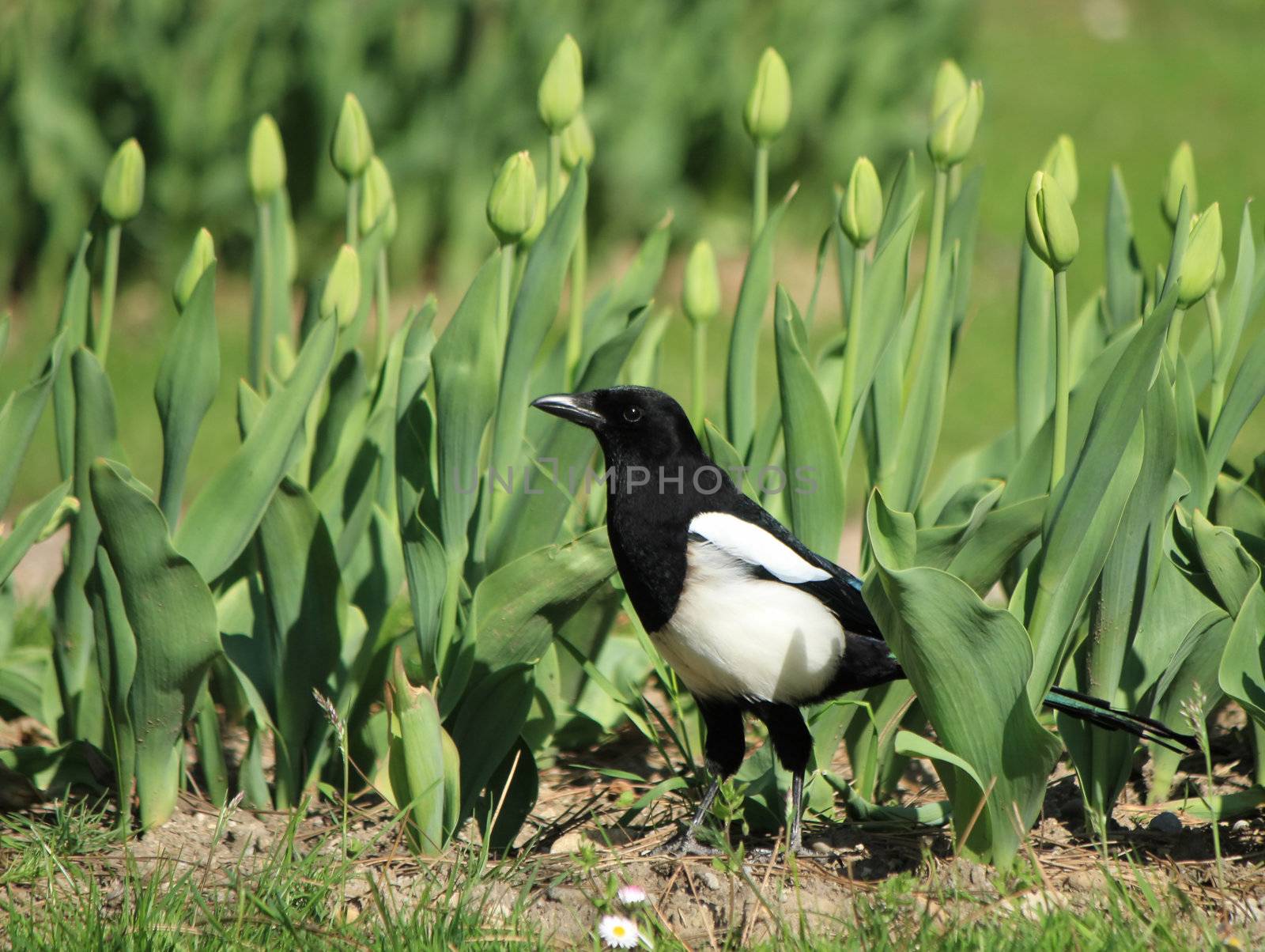 Magpie bird walking on the ground among tulips