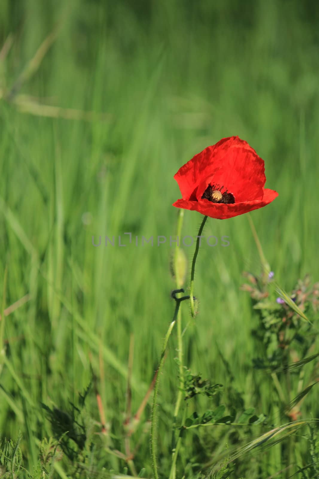 Close up of beautiful red poppy among green grass