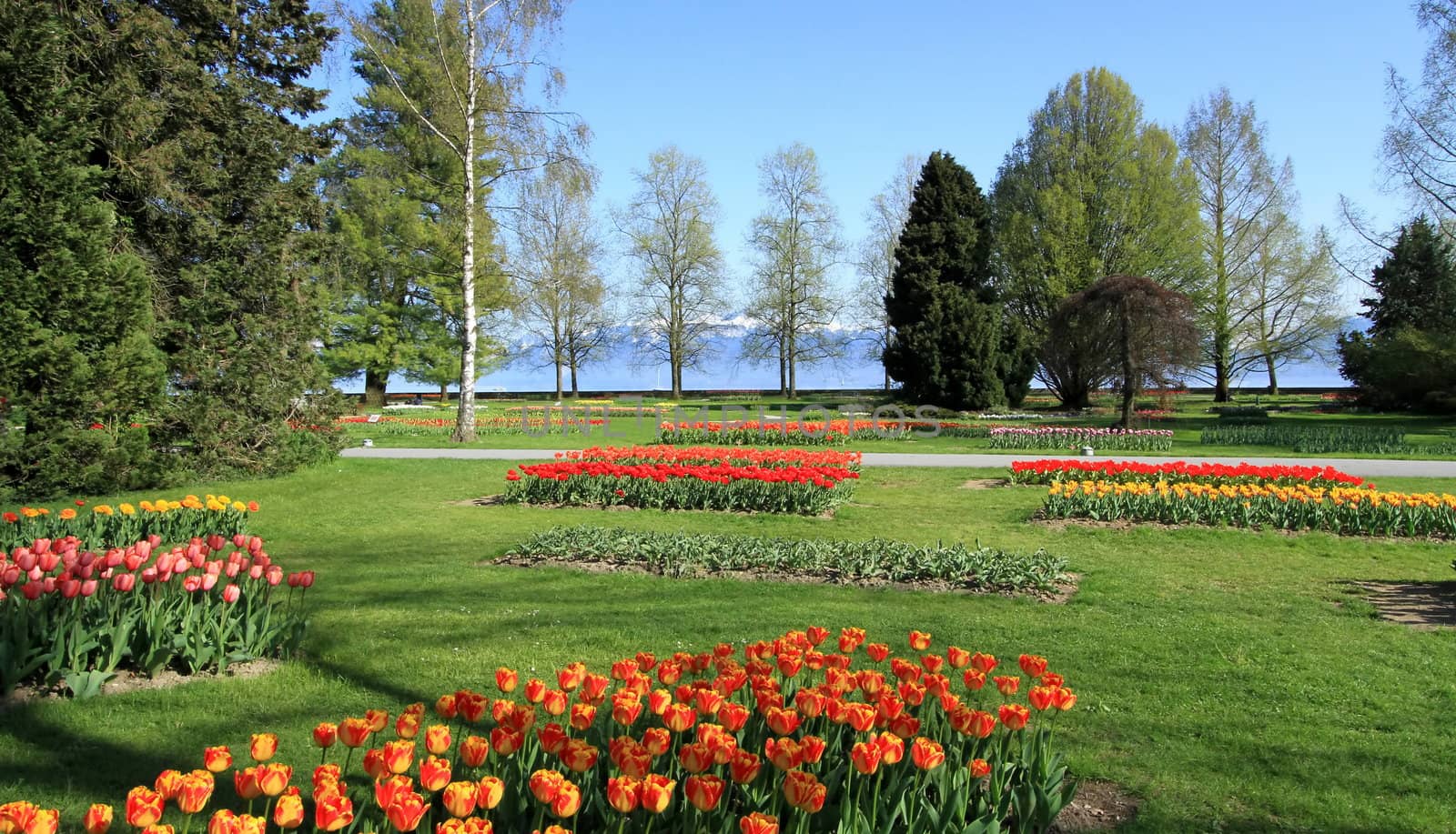Lots of beautiful tulips for springtime Tulips feast at Park of Independance in Morges, Switzerland. See Alps mountains in the background.