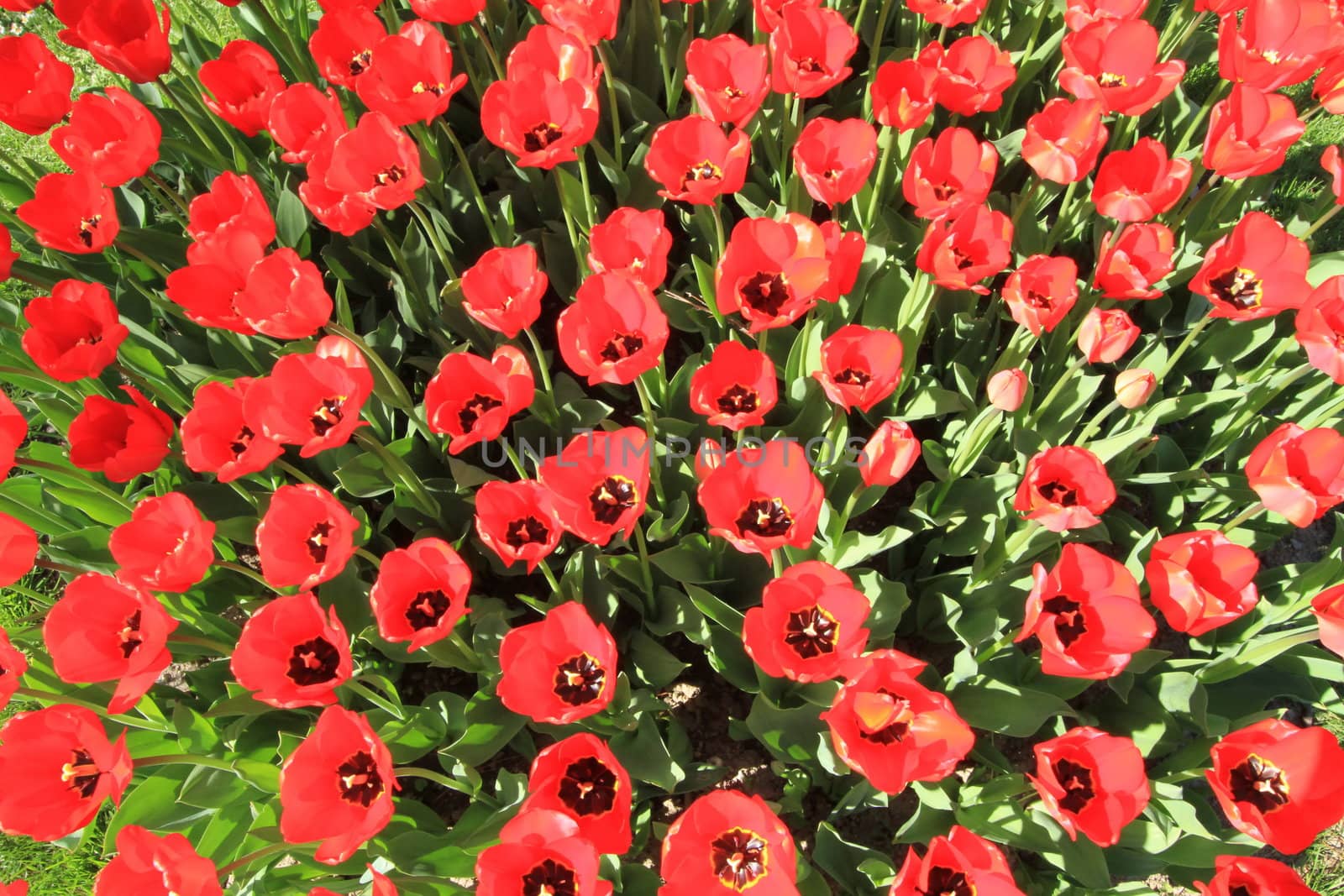 Close up of red tulips field