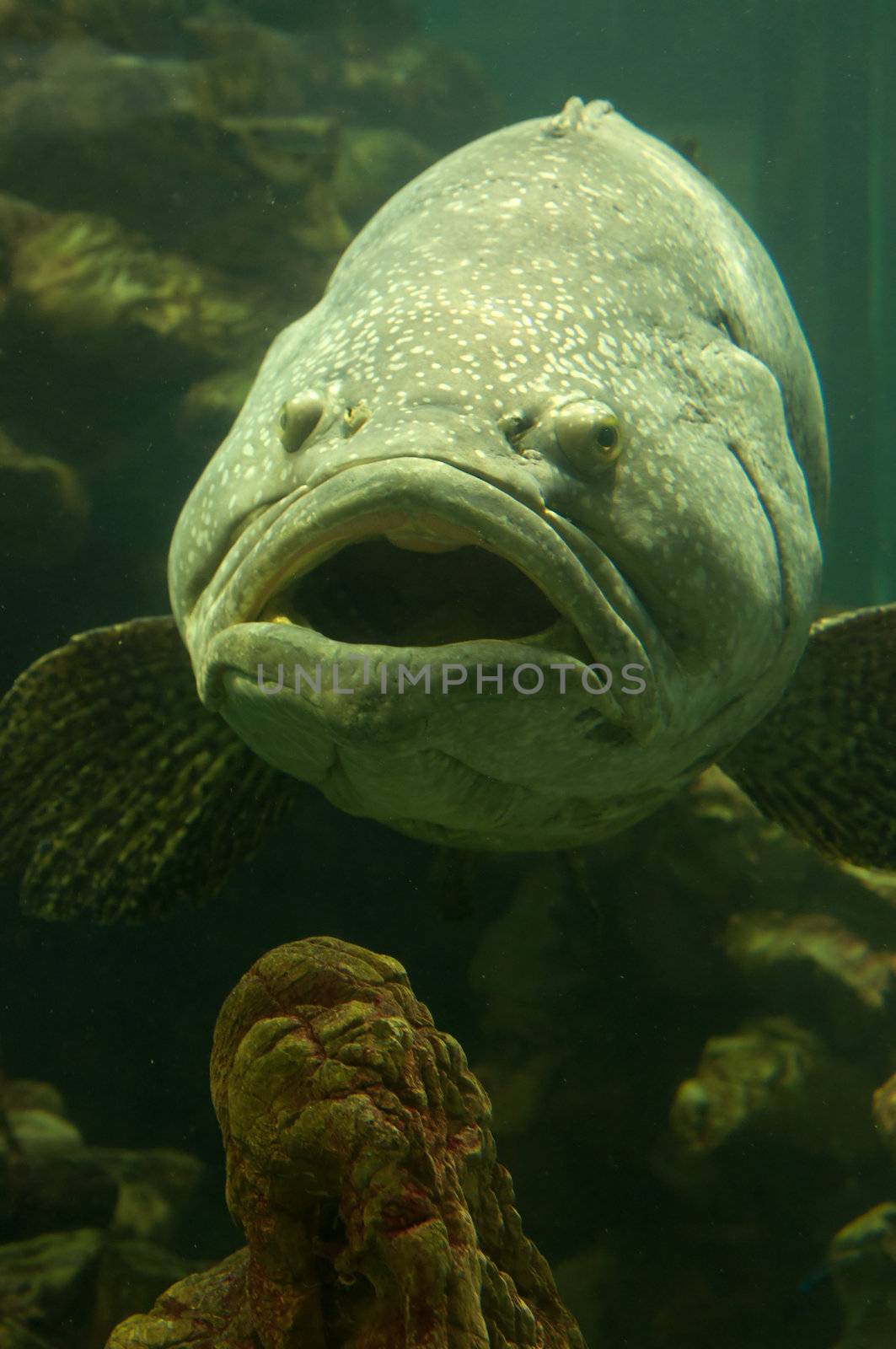 Underwater close up photo of tropical fish