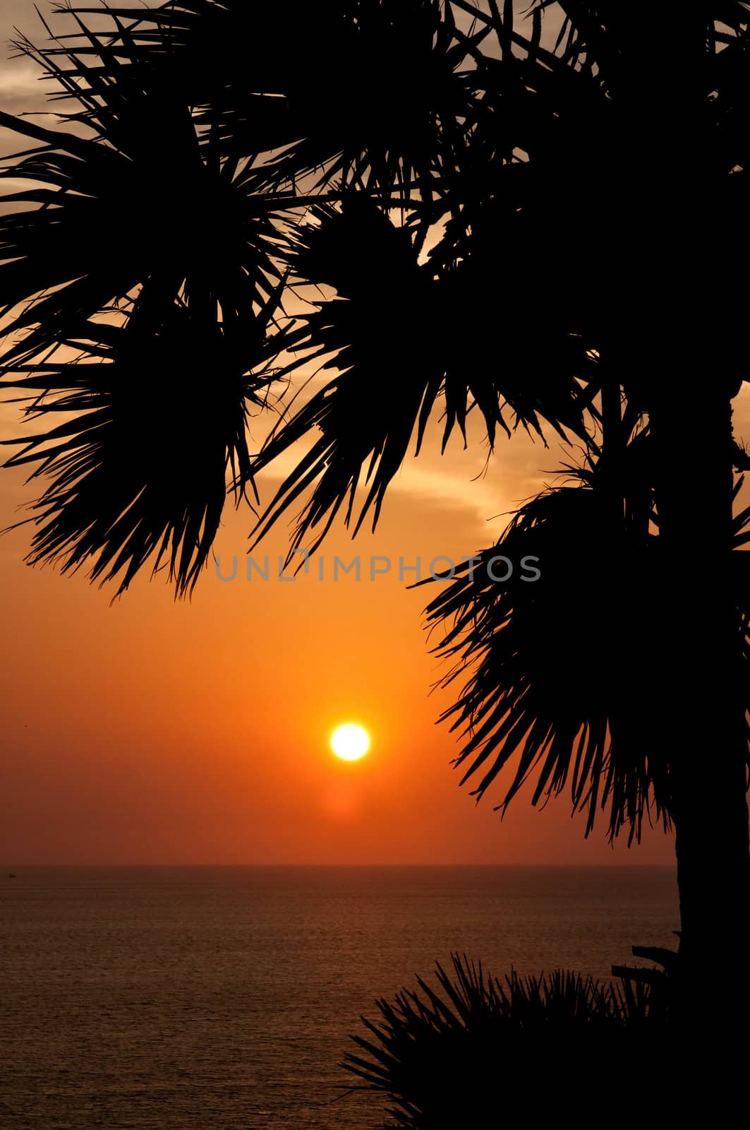 Sunset with palm. Ko Pukhet island, Thailand