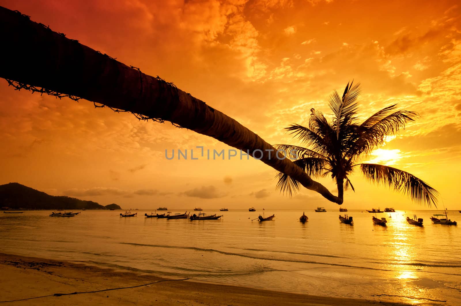 Sunset with palm and boats on tropical beach by johnnychaos