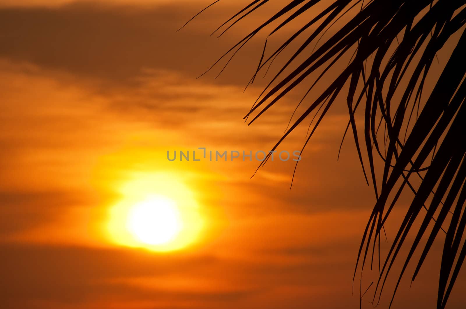 Sunset with palm. Ko Pukhet island, Thailand