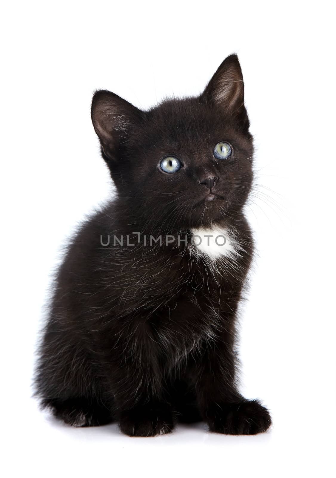 Black small kitten. by Azaliya