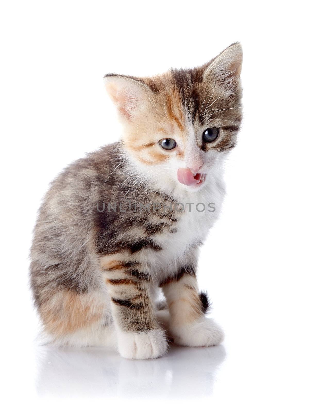 Multi-colored licking lips kitten. Kitten on a white background. Small predator.