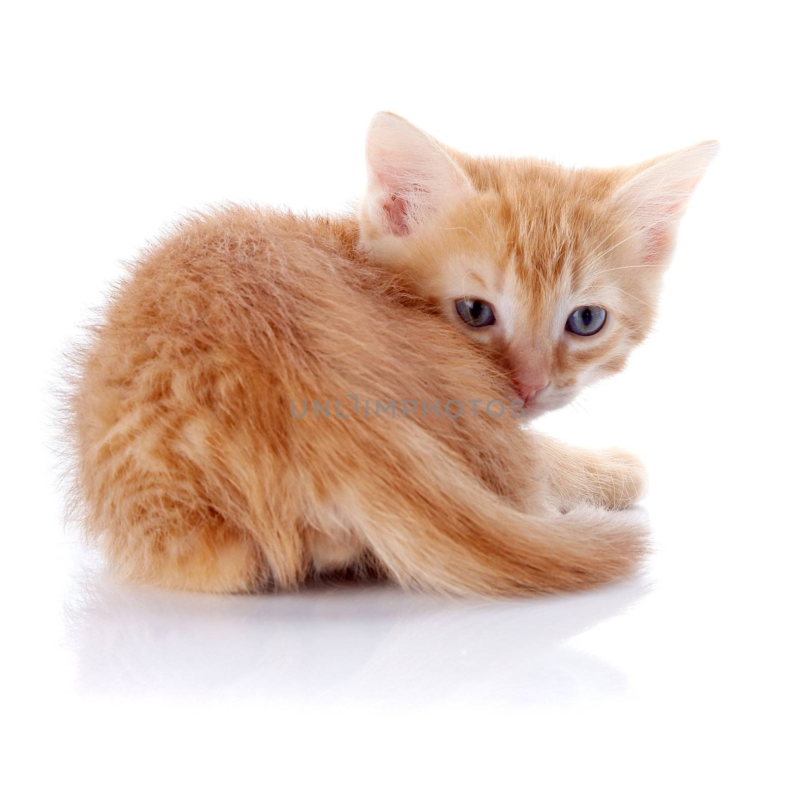 Red kitten. Kitten on a white background. Red striped kitten. Small predator.