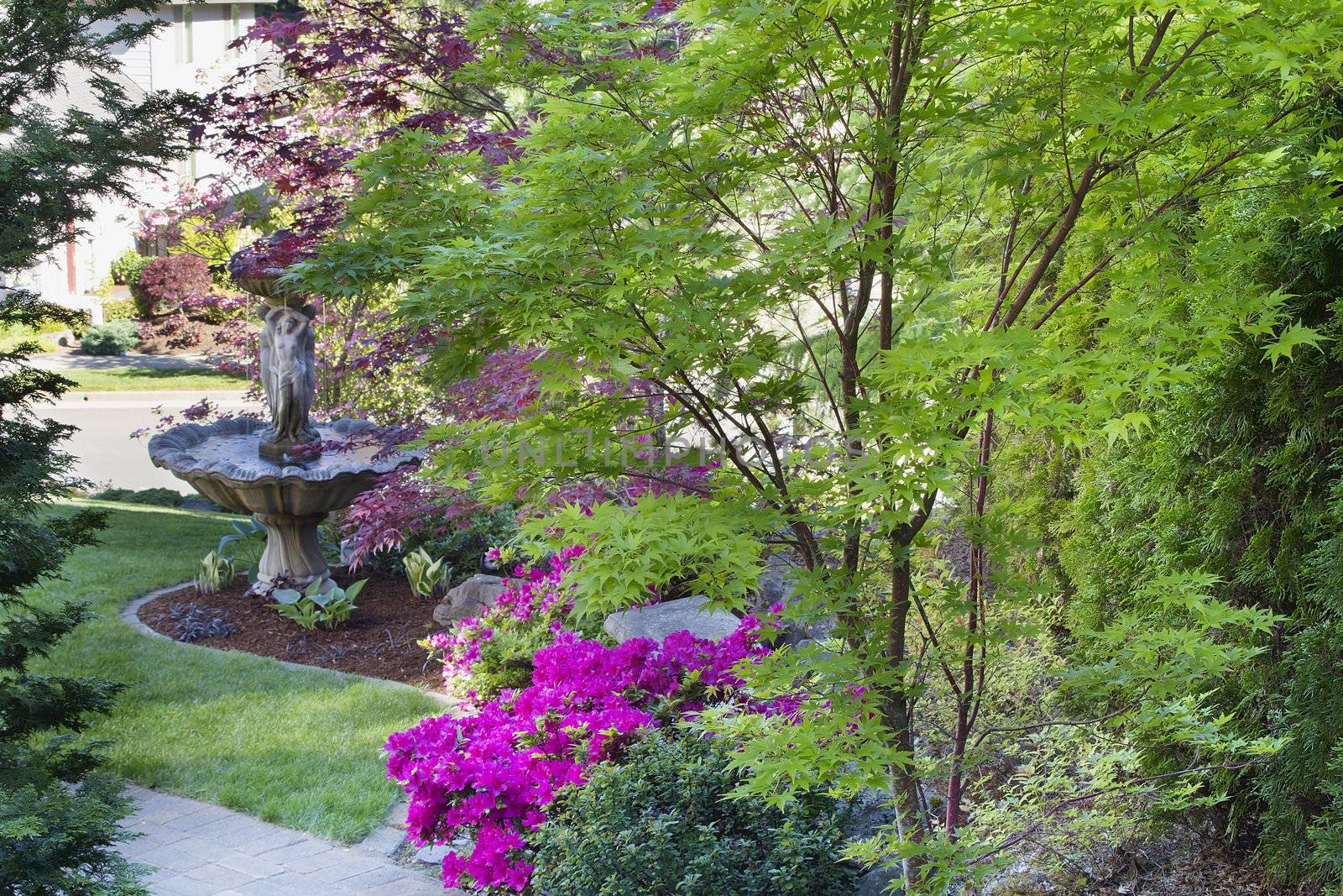 Coral Bark Japanese Maple Tree in Front Law with Water Fountain and Blooming Pink Azalea Flowers