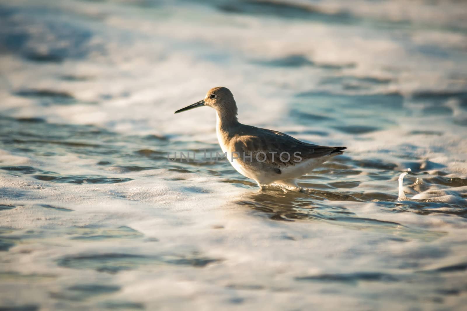 Willet wading through the ocean foam by digidreamgrafix