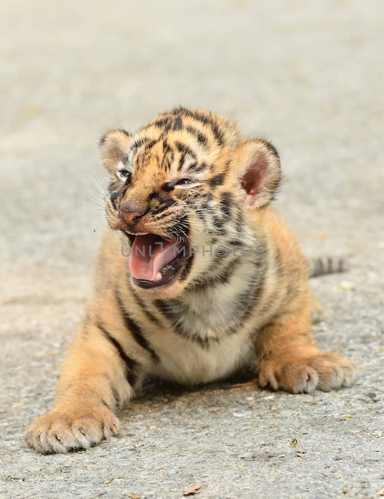 baby bengal tiger in zoo