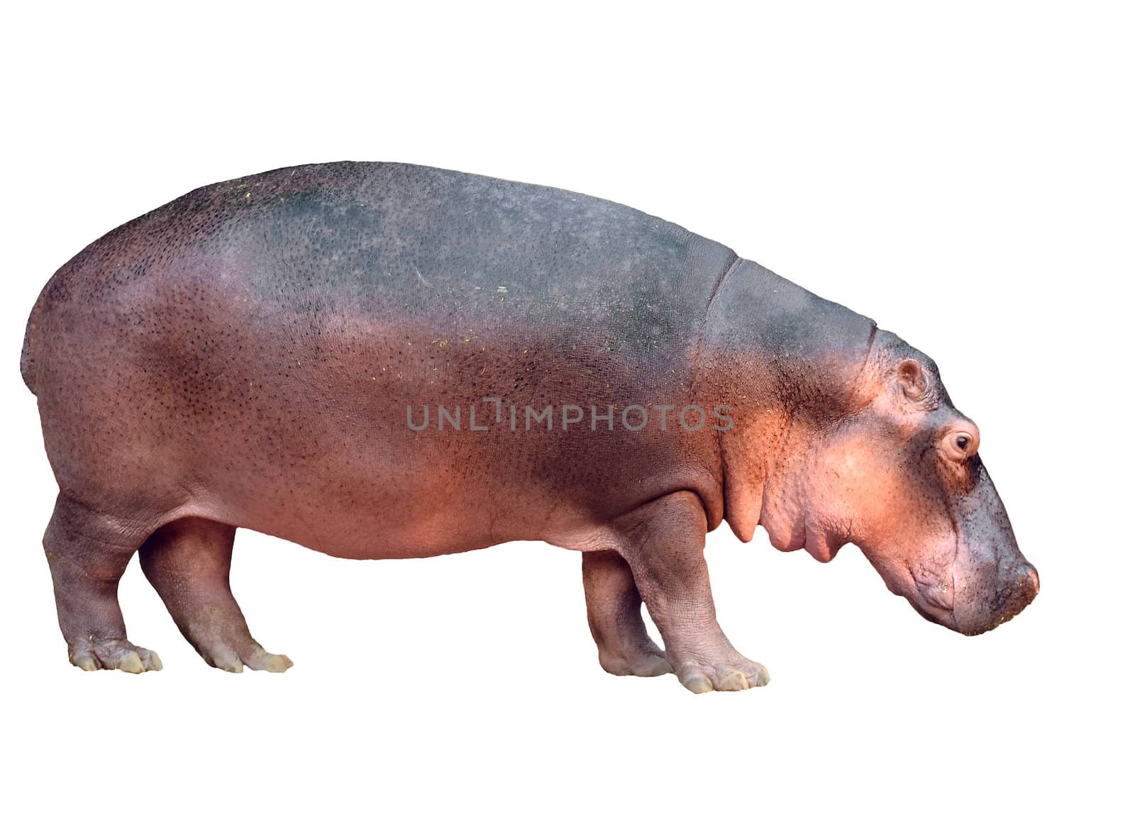hippopotamus isolated on white background