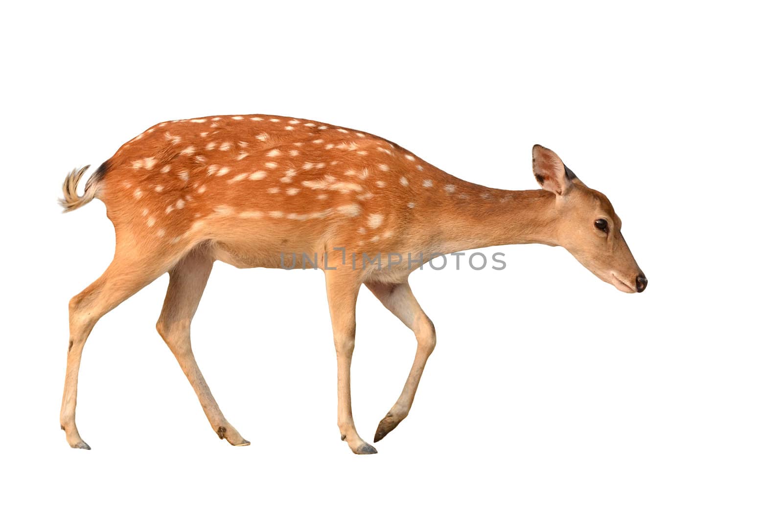 sika deer isolated on white background