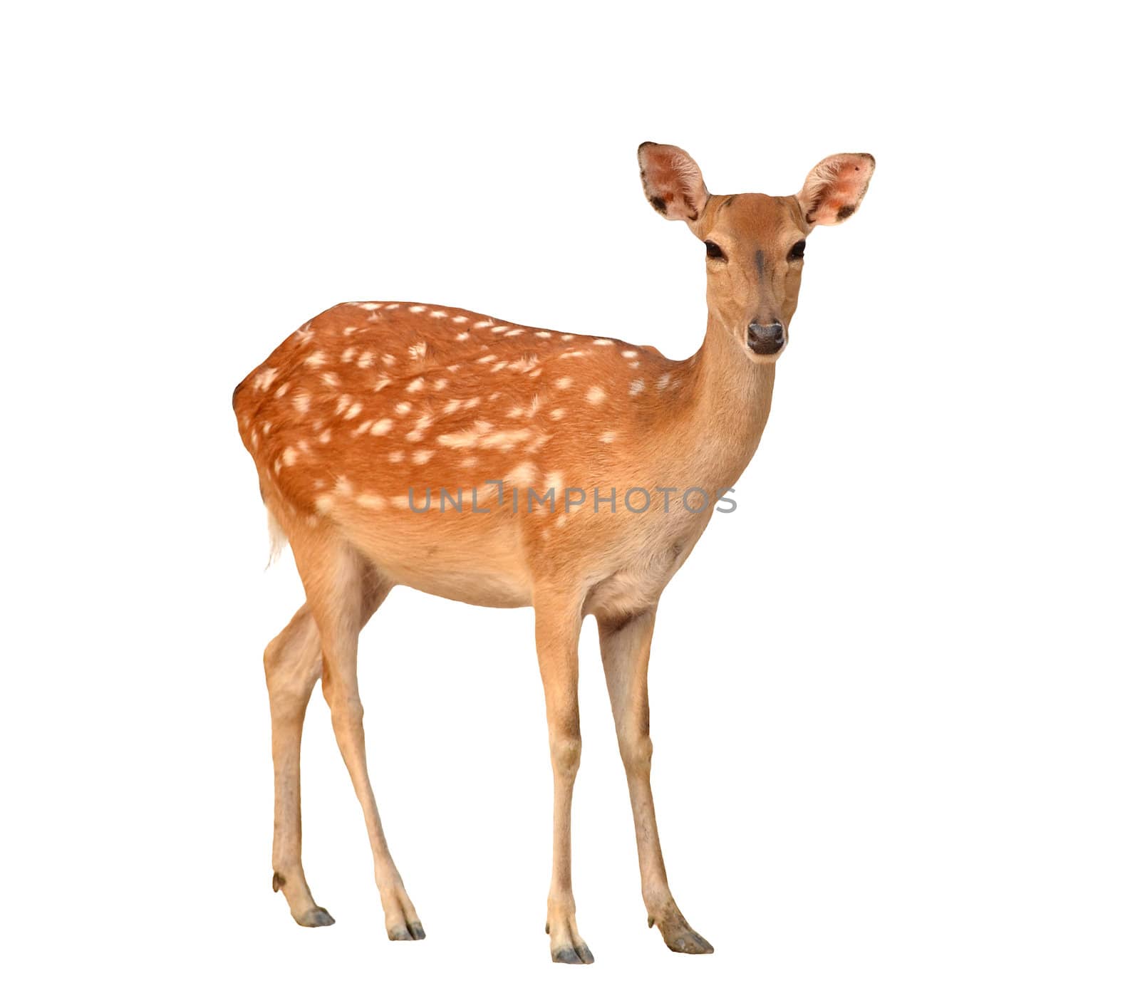 sika deer isolated on white background