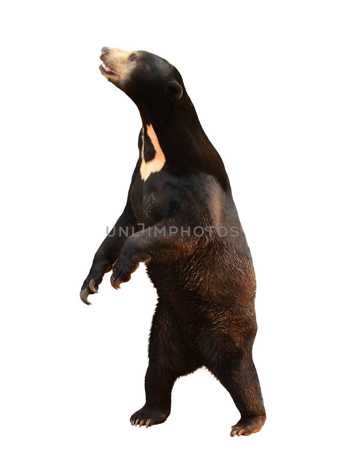 malayan sunbear isolated on white background