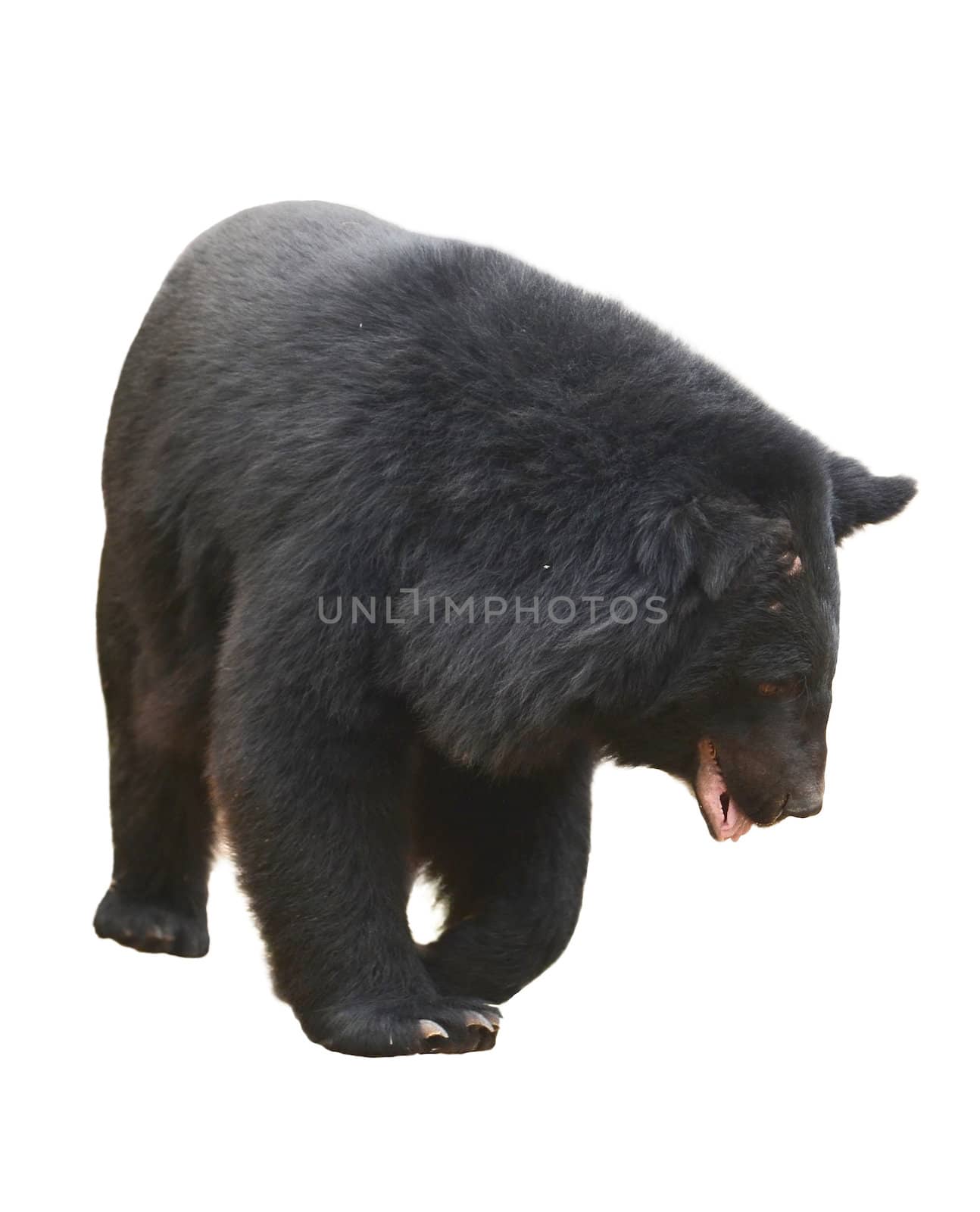 asiatic black bear isolated on white background