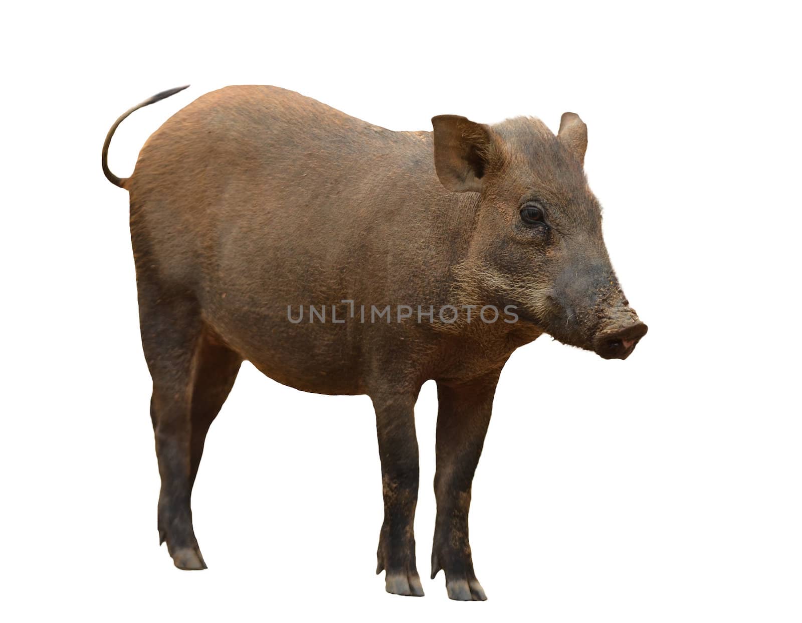 wild boar isolated on white background