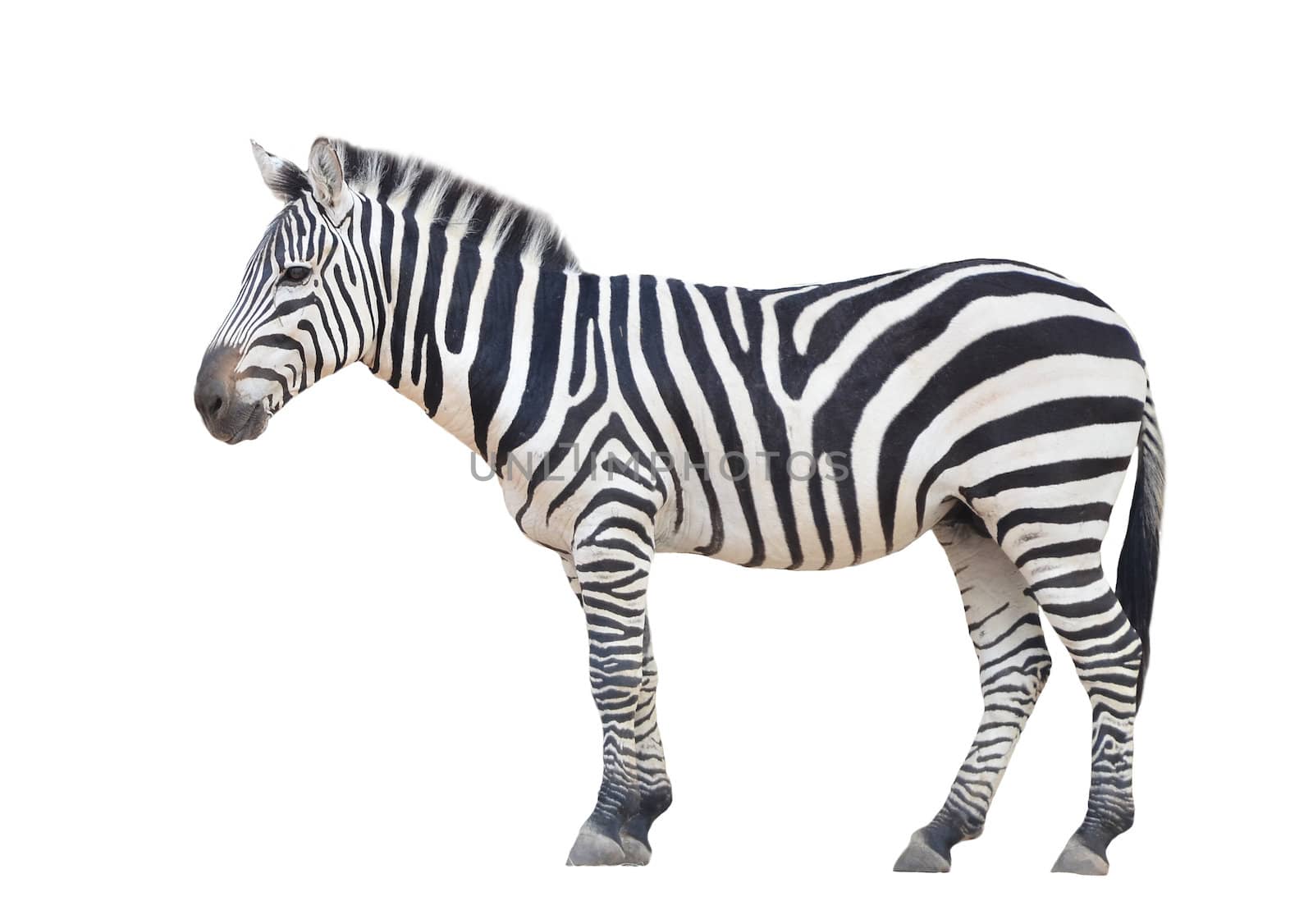 zebra isolated on white background