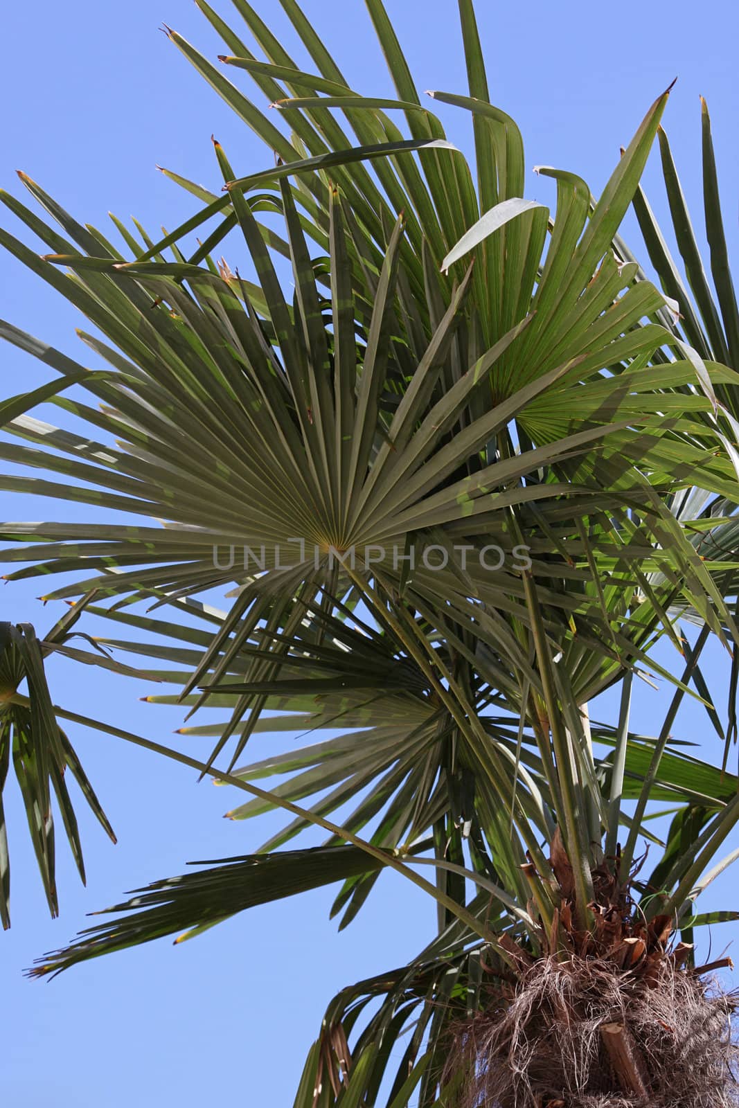 decorative palm tree over blue sky