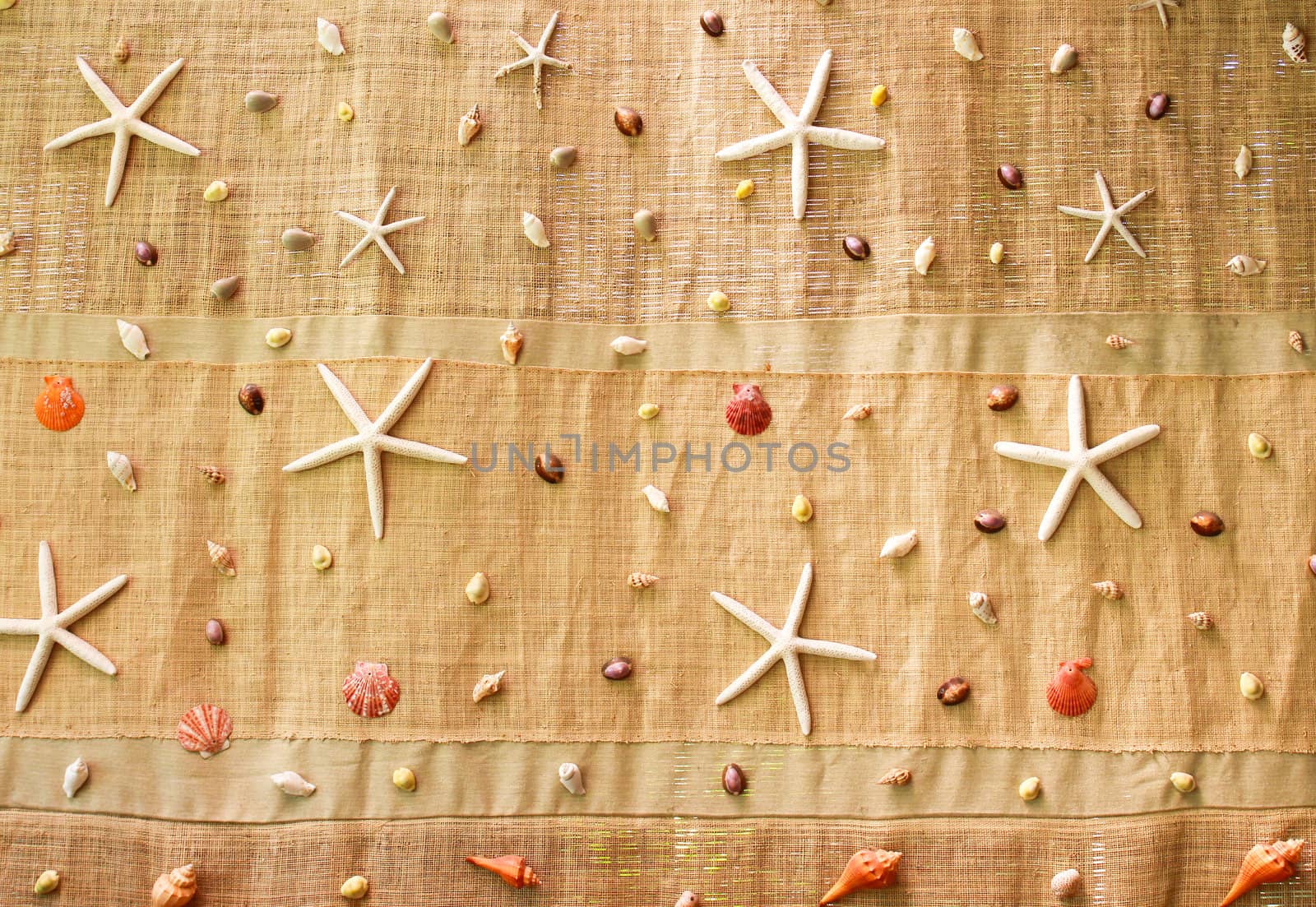 Various of sea shells on fabric for decorated by nuchylee