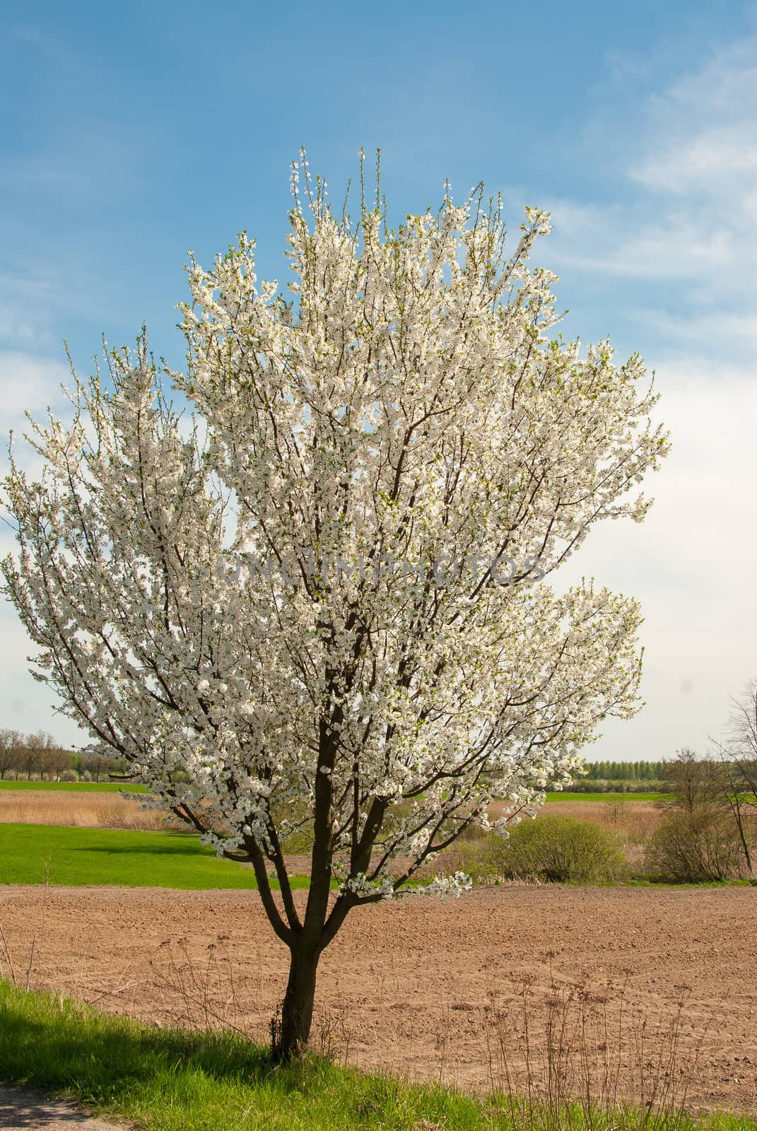 Blackthorn