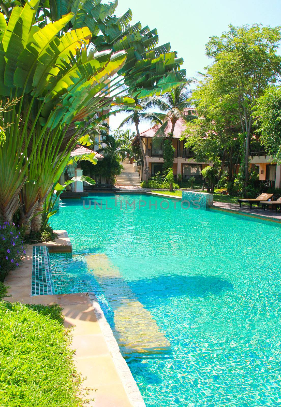 swimming pool surrounded by palm trees by nuchylee