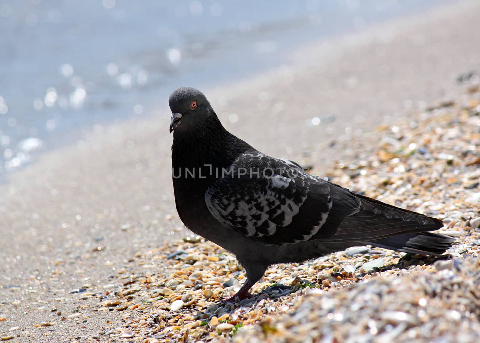 black pigeon sitting at seaside