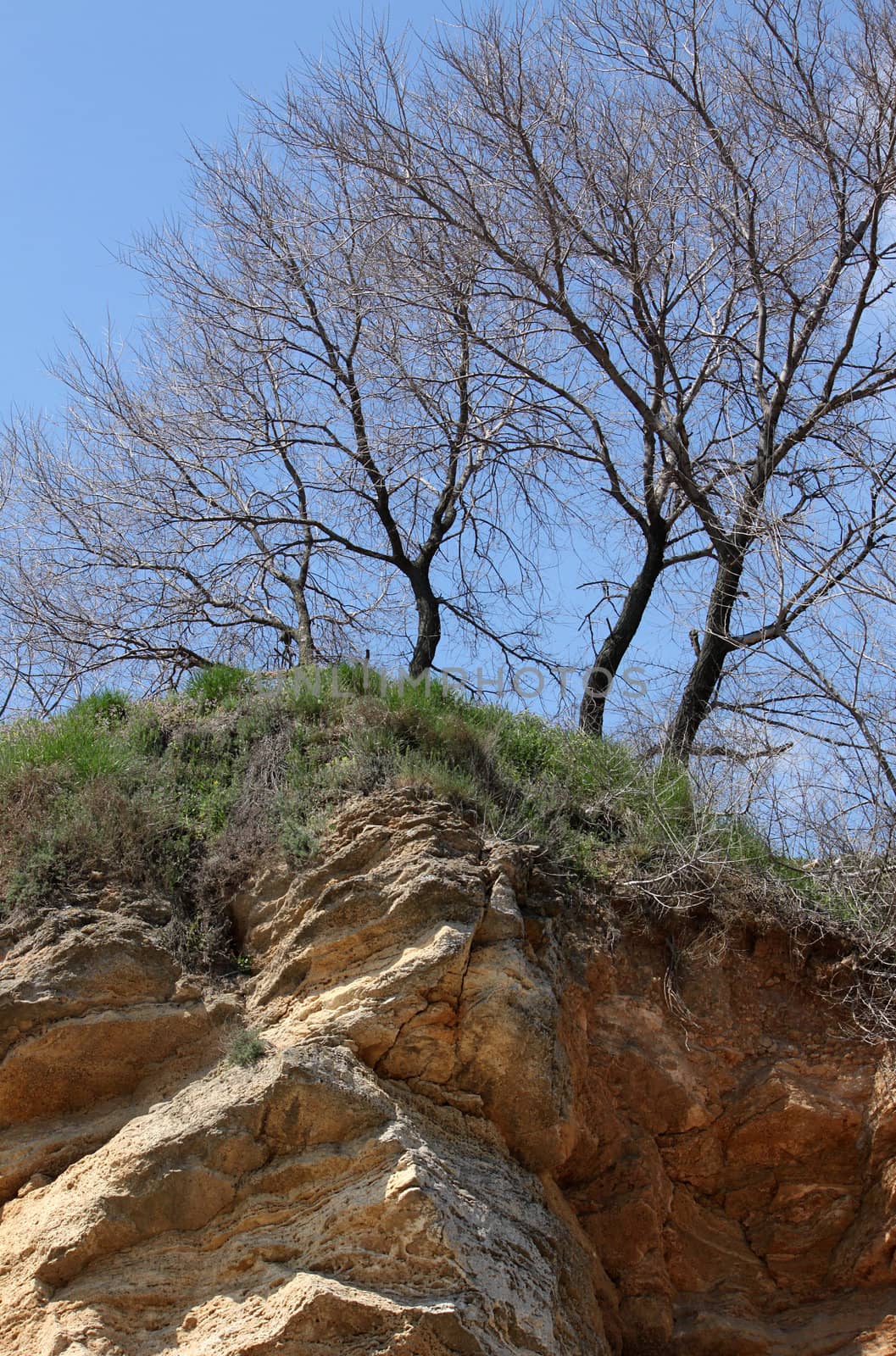 trees growing on precipice over blue sky