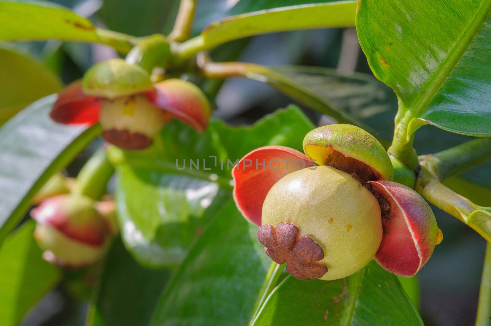 The little flowers mangosteen fruit in garden Chanthaburi, Thailand.