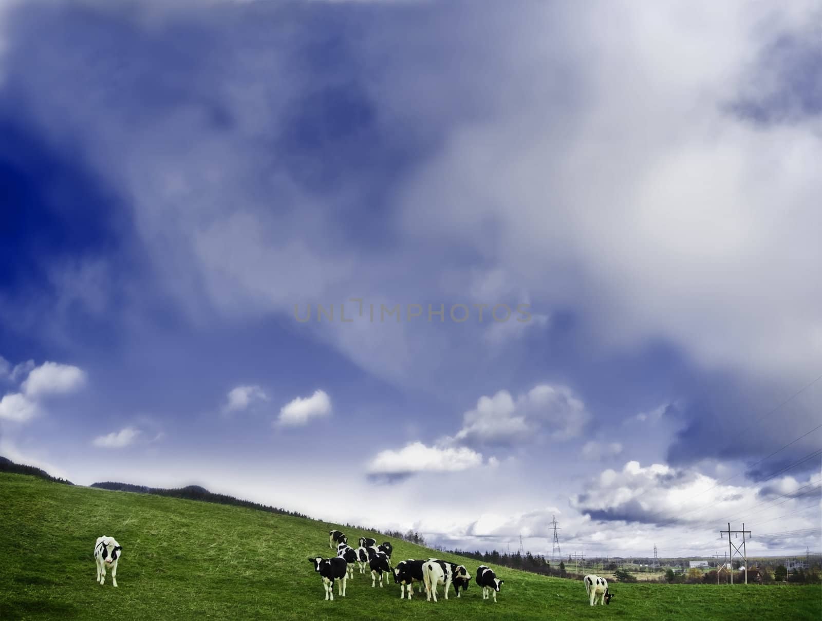 cows in a field
 by aetb