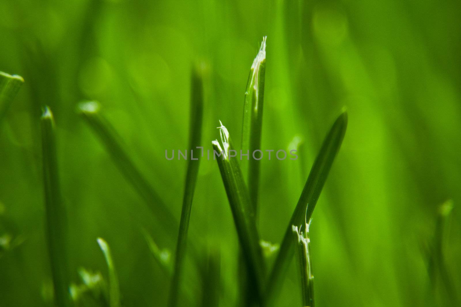 cut grass MACRO with a Lawn Mower
 by aetb