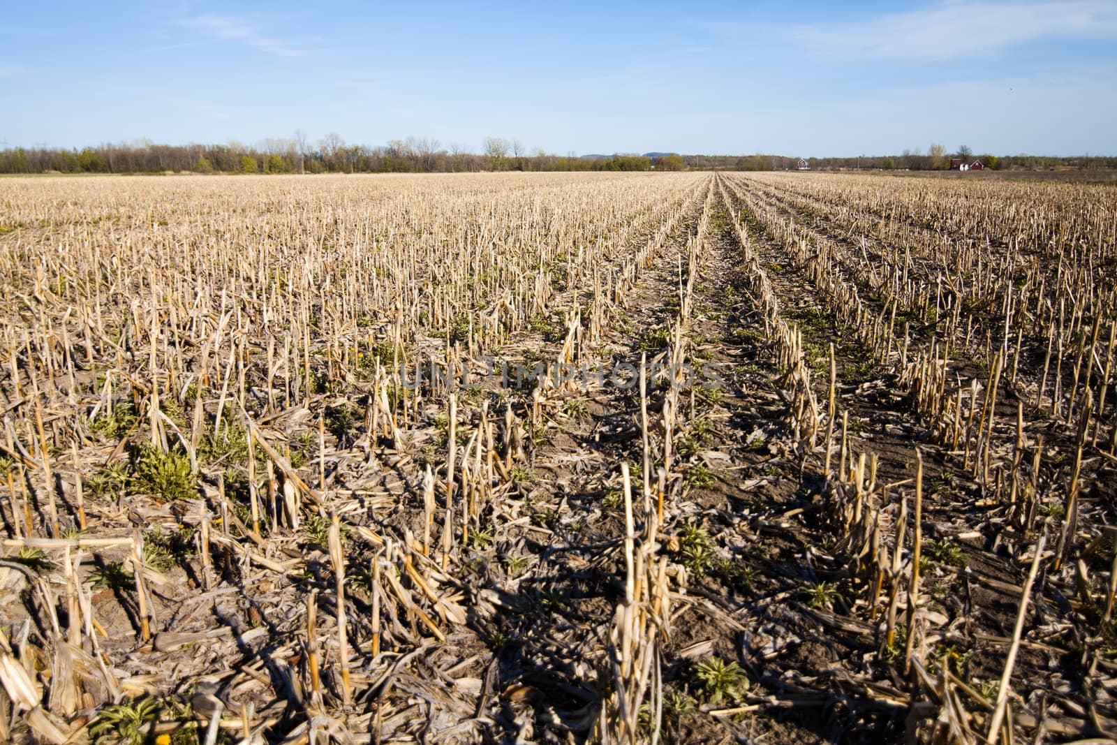 Dry Corn field
 by aetb