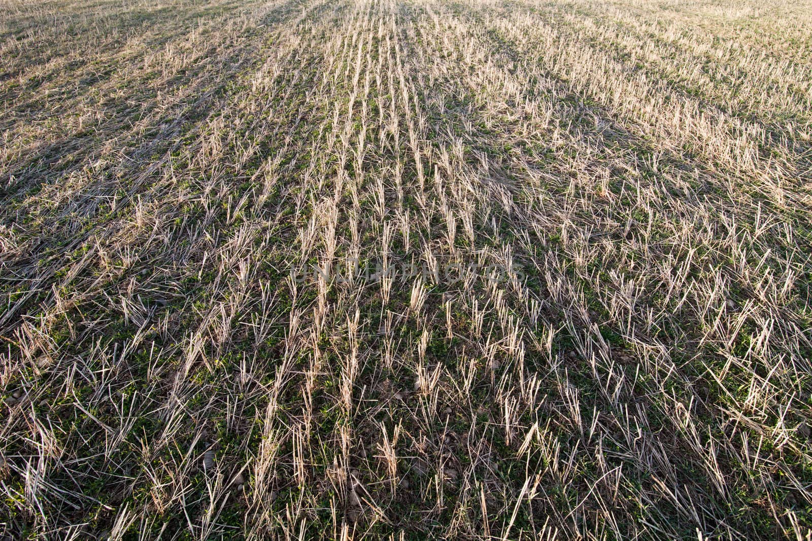Dry Corn field