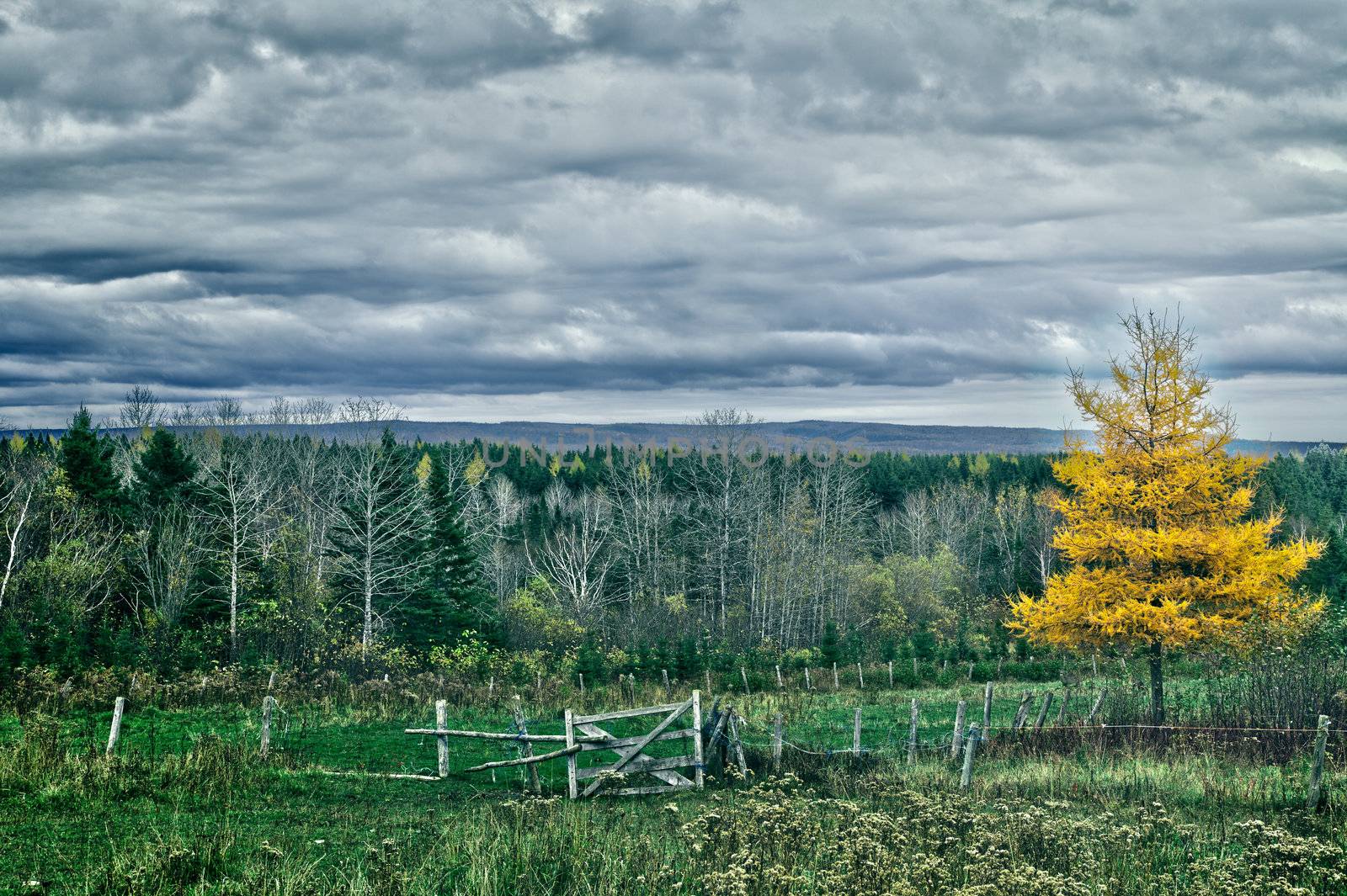 One nice larch tree with 3 deers in the background (far). HDR picture.