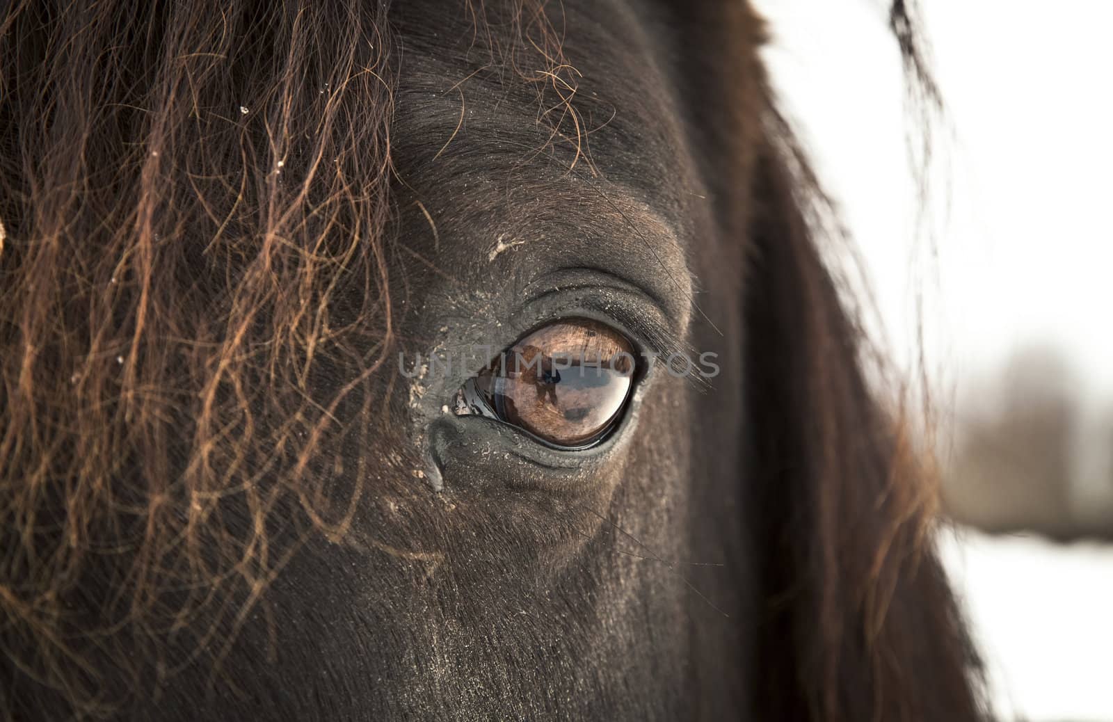 Horse Eye (left eye). by aetb