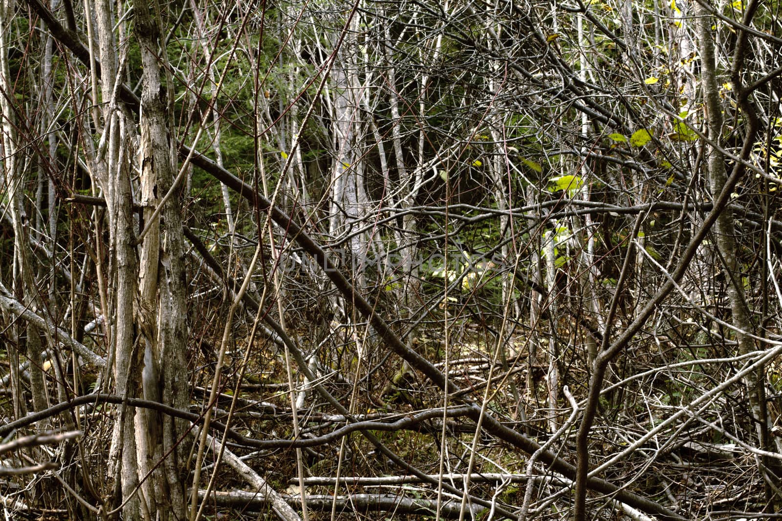 It���s a little funny story. I was actually a bit lost in this forest taking pictures so I decided put my camera on the tripod and take a HDR picture of the dense forest in front of me. It was a cold day of autumn in the Gaspe Peninsula forest. By chance I found my way back home !