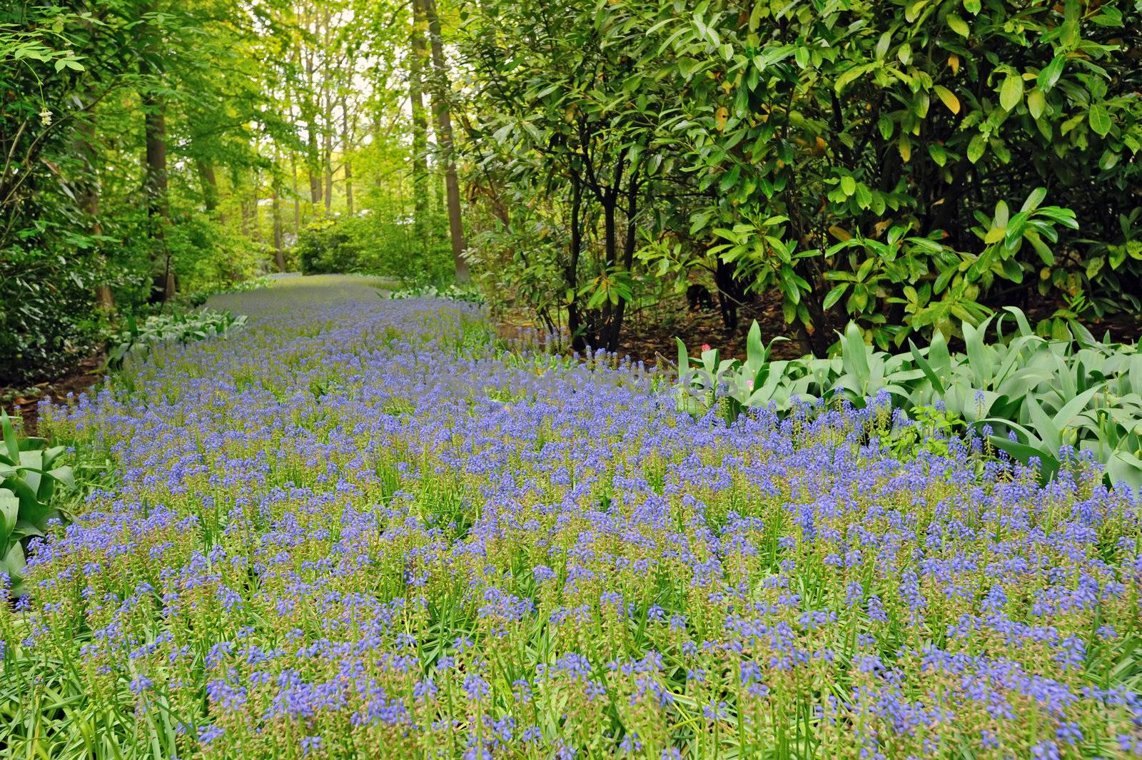 field of purple flowers in spring time