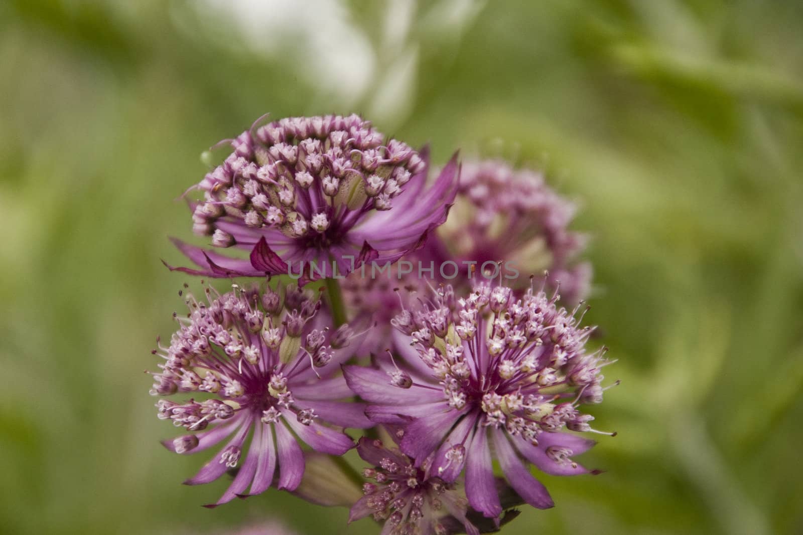 Purple flower