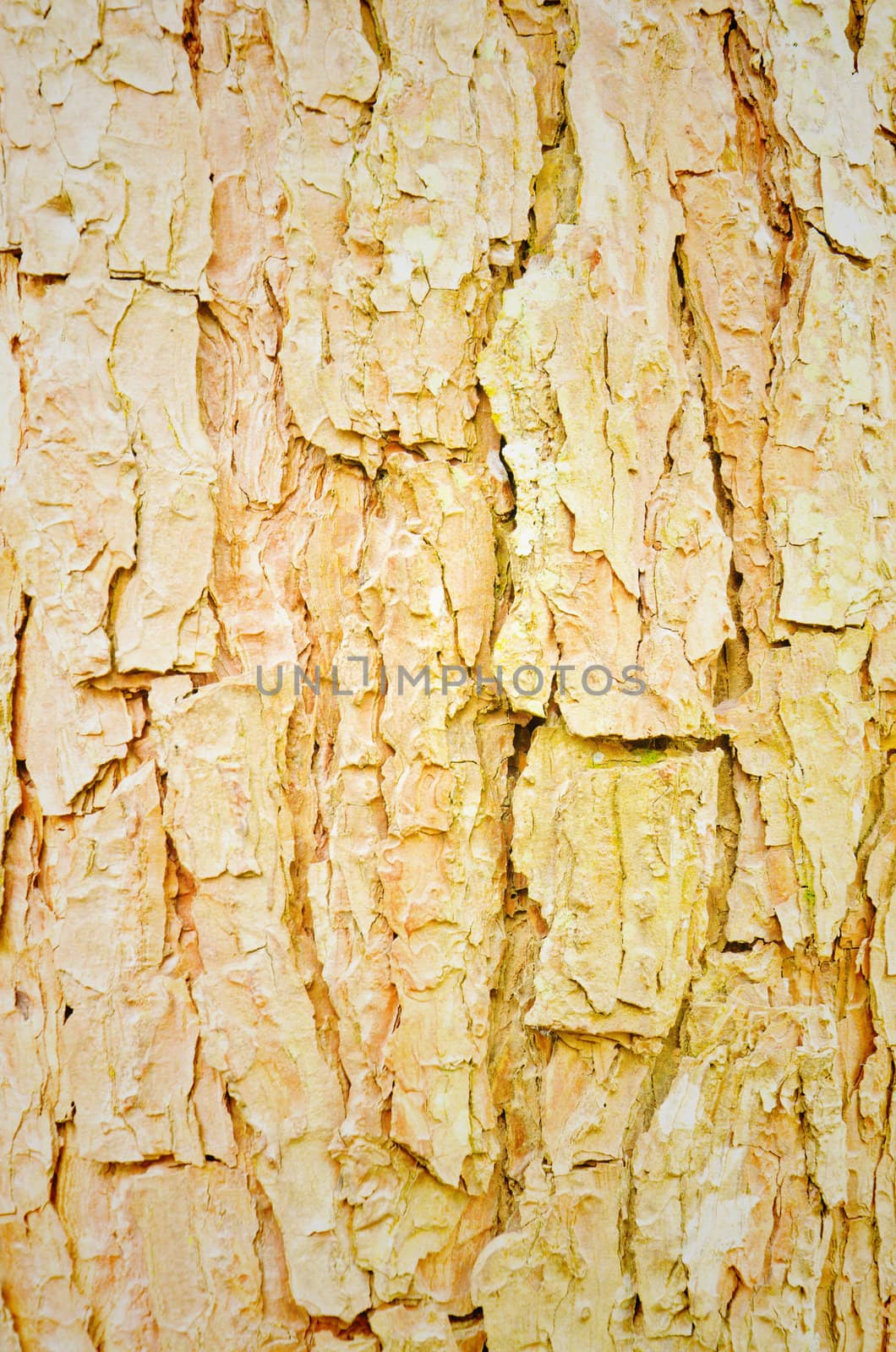 old, grunge wooden wall used as background
