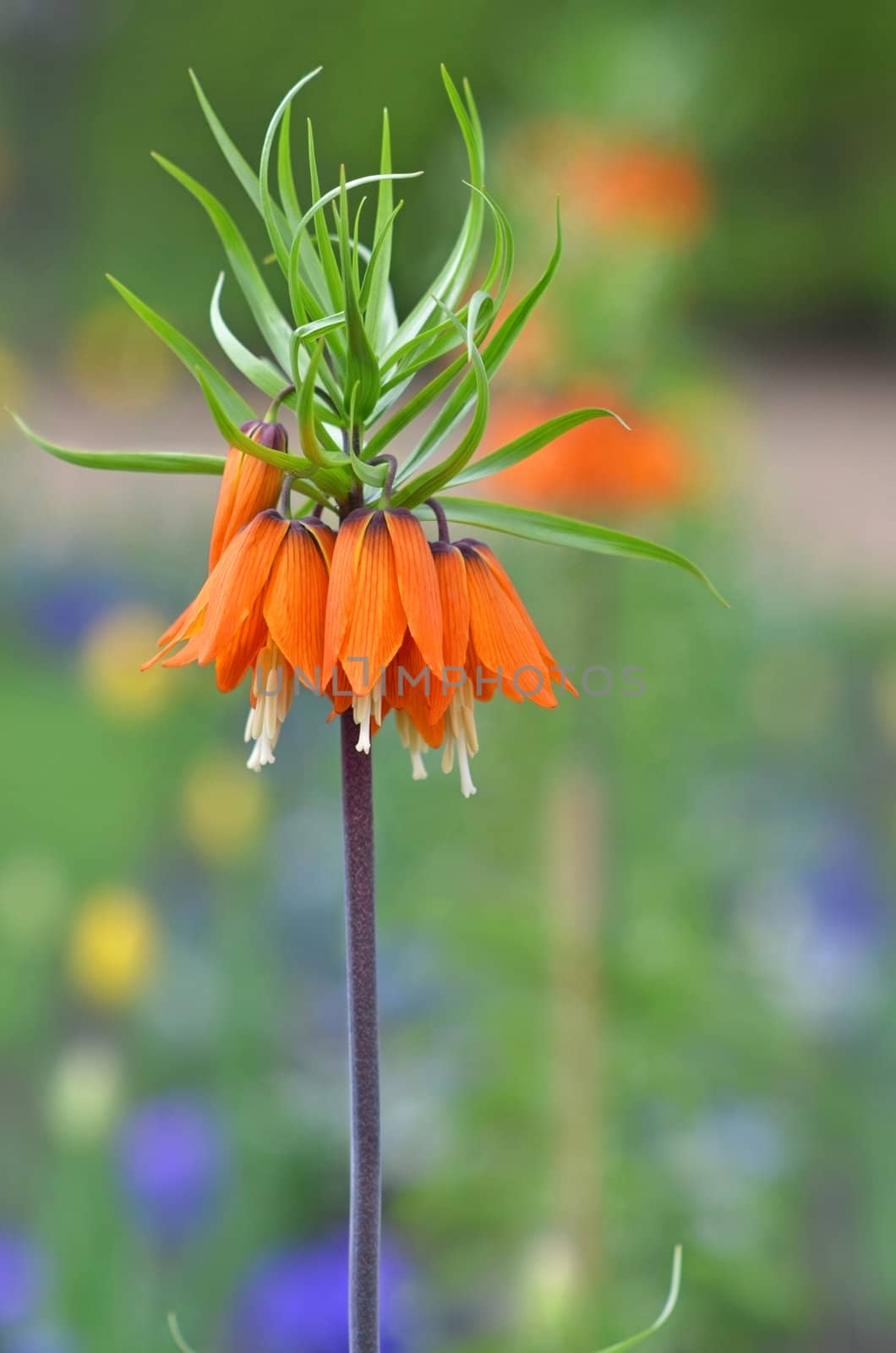 Fritillaria imperialis known as Crown imperial is spring blooming garden flower.