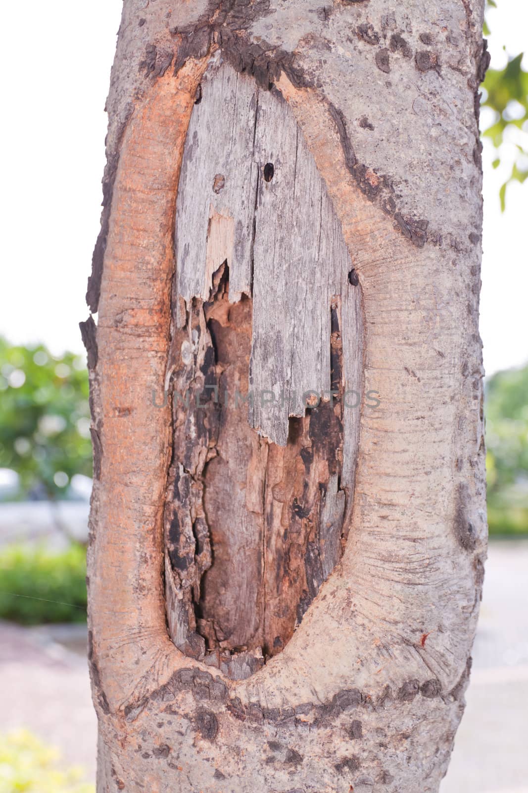 Tree bark, dry parts of the tree.