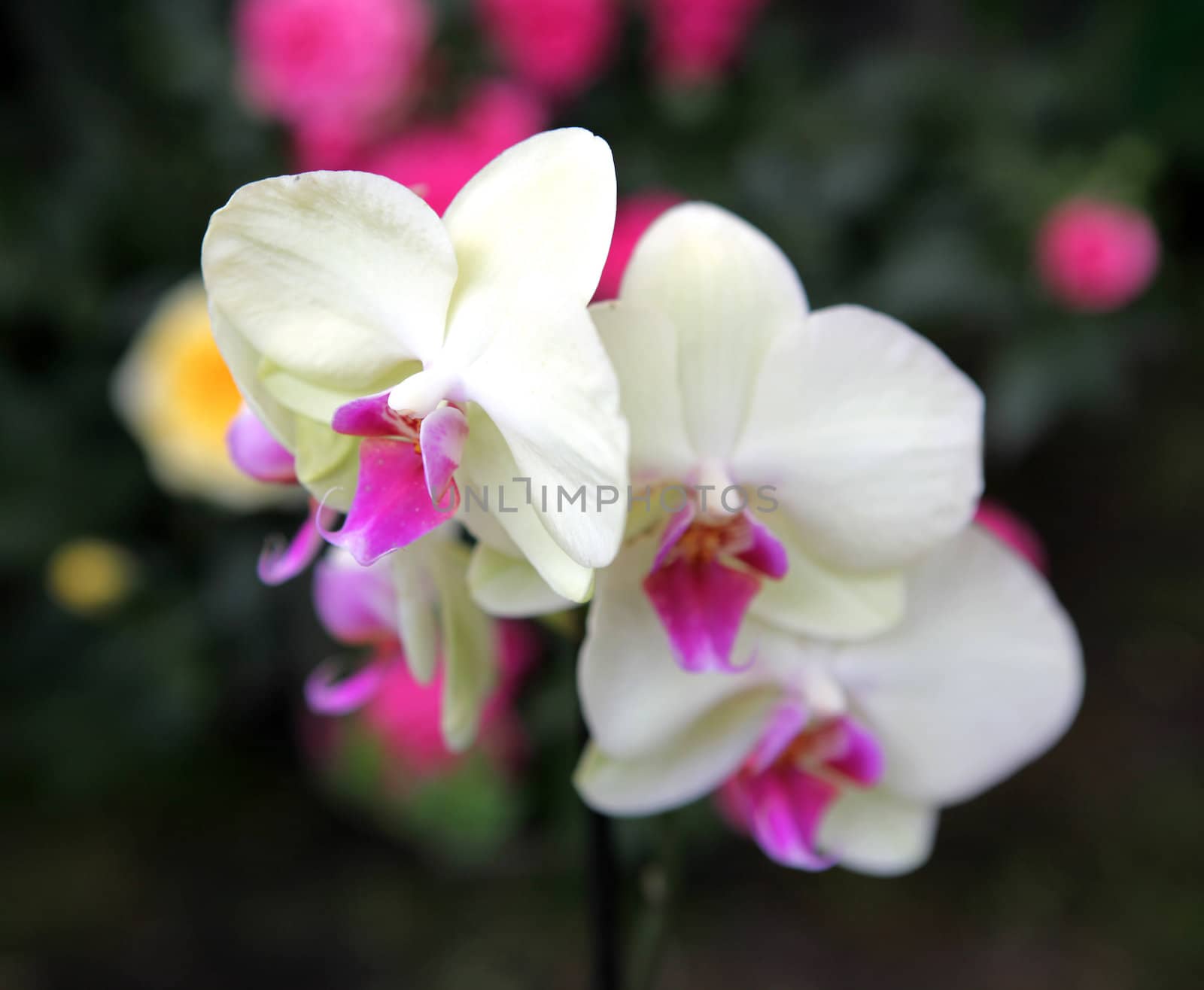 Beautiful orchid - phalaenopsis by nenov