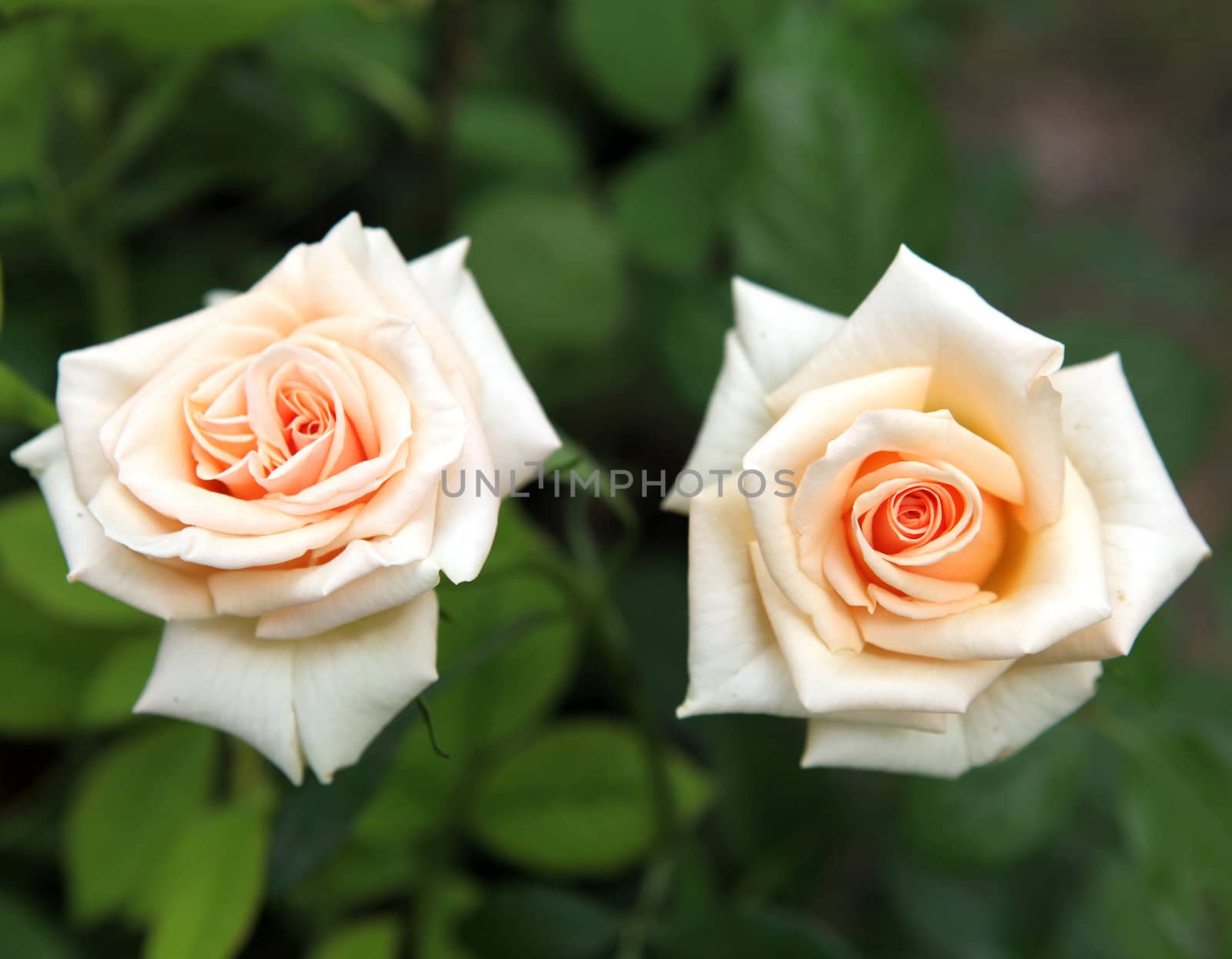 Roses - color image