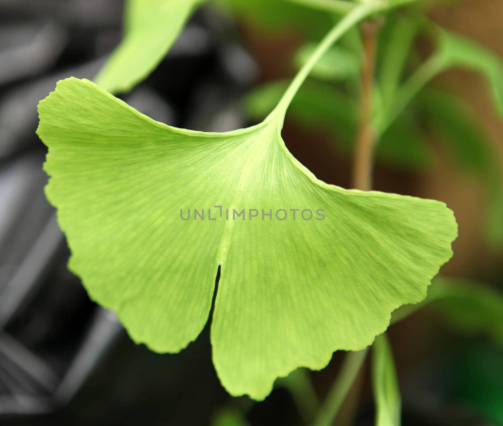 Close-up on Ginkgo Biloba tree