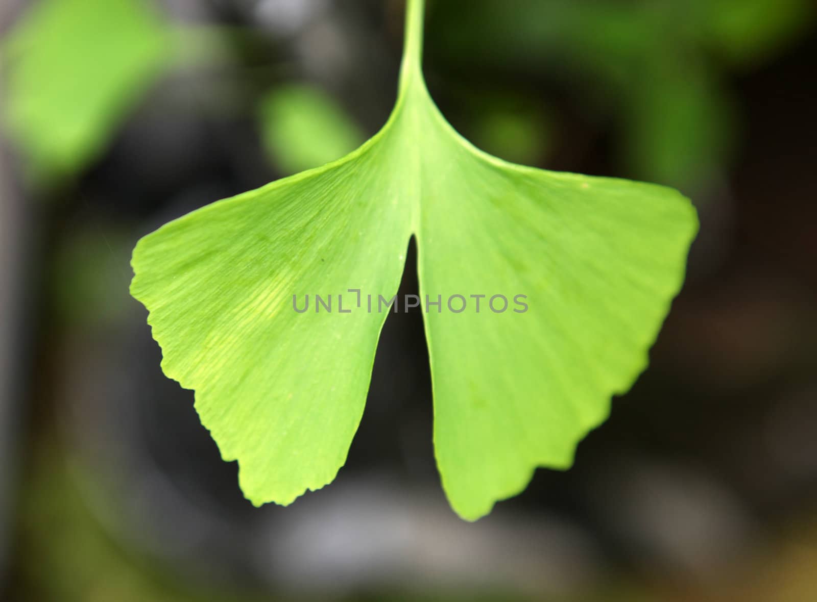 Close-up on Ginkgo Biloba tree