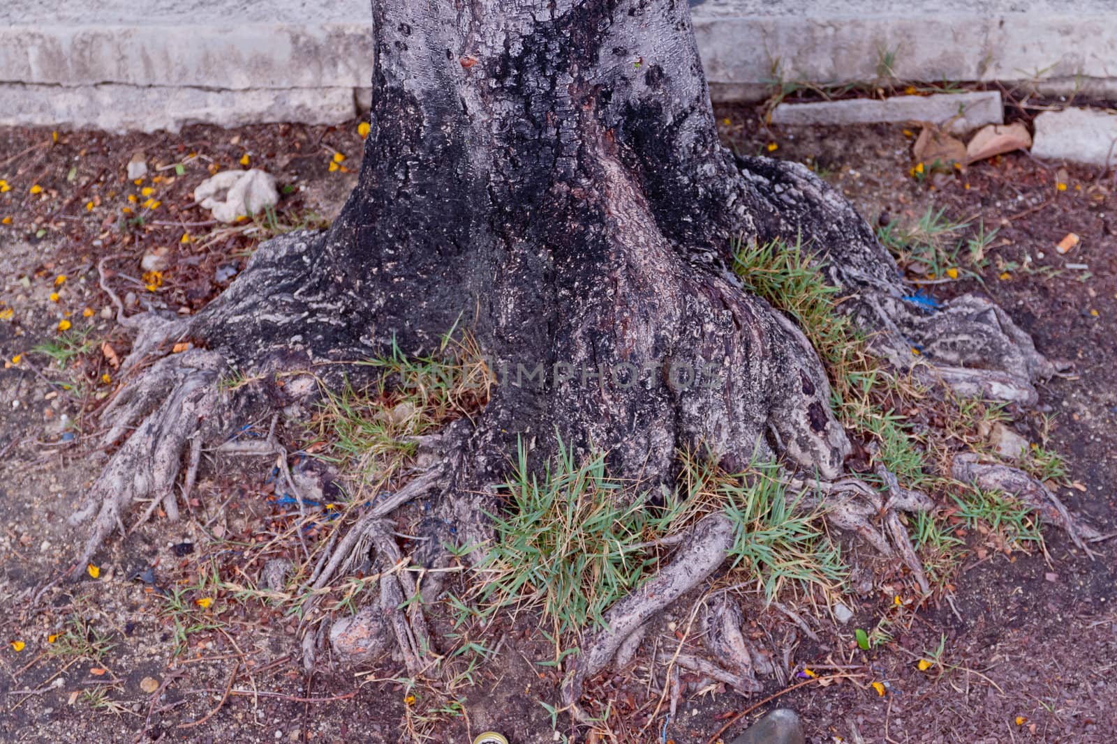 Tree bark, dry parts of the tree.