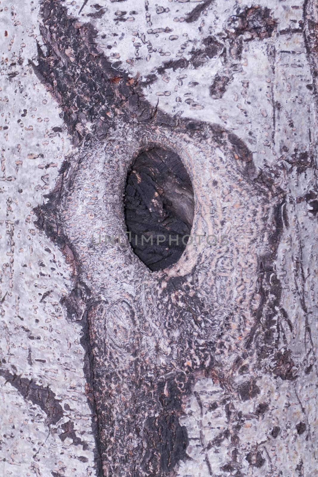 Tree bark, dry parts of the tree. by nikky1972