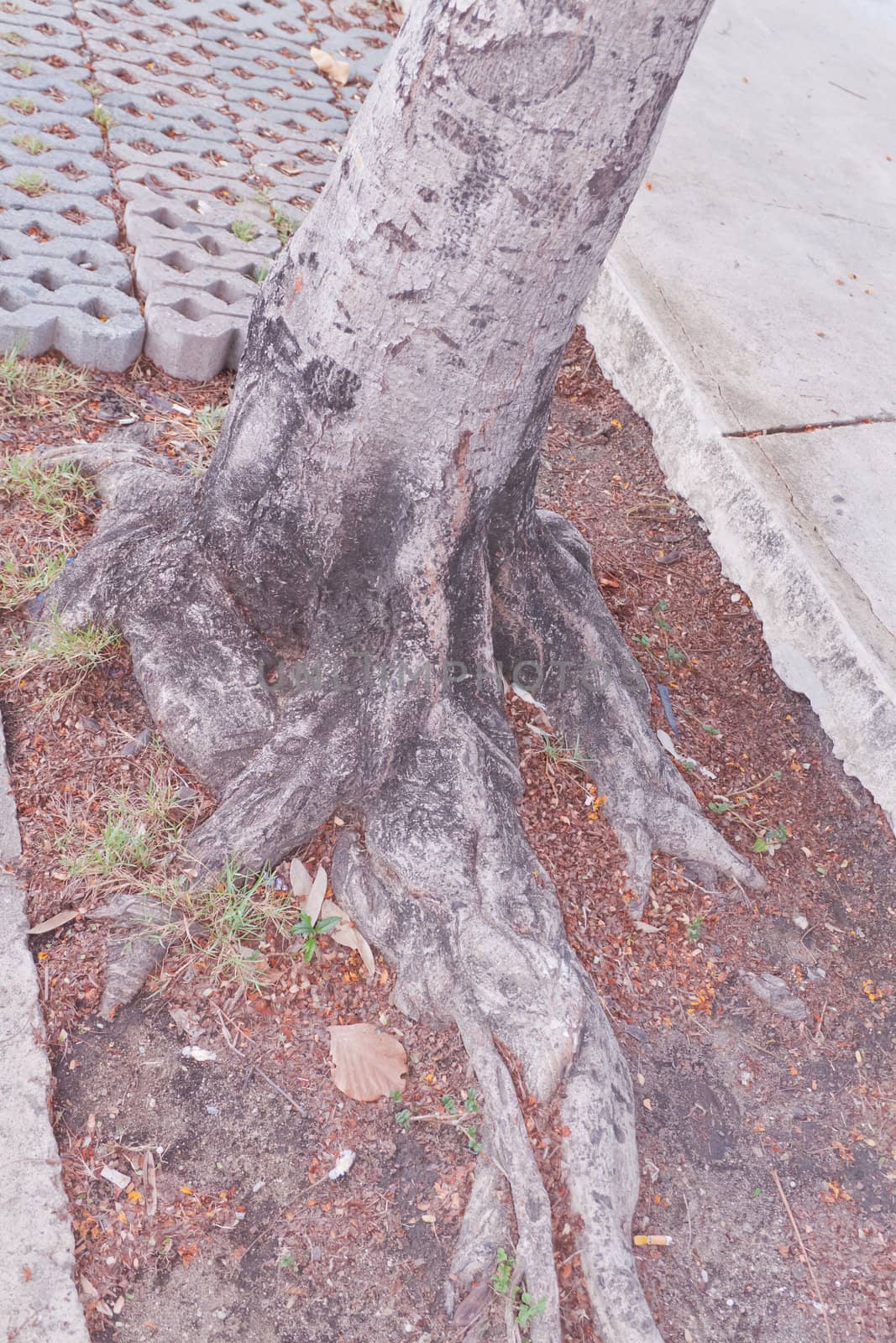 Tree bark, dry parts of the tree.